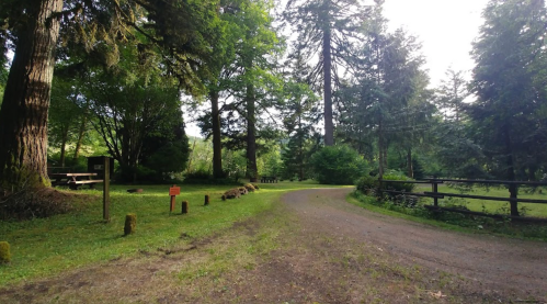 A peaceful forest path leads through lush greenery, with trees and a picnic area visible in the background.