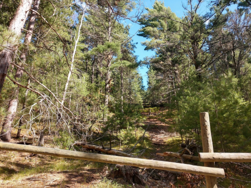 A wooded path through a forest, with tall trees and scattered branches under a clear blue sky.