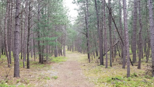 A serene forest path lined with tall pine trees and soft green moss underfoot.