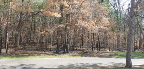 A forest with brown, scorched trees alongside a paved road, indicating recent fire damage.