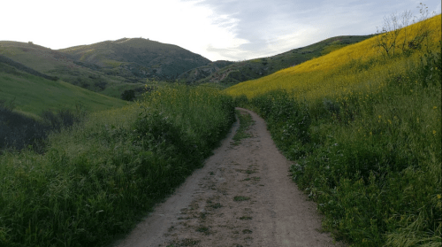 A winding dirt path through lush green hills and vibrant yellow wildflowers under a clear sky.