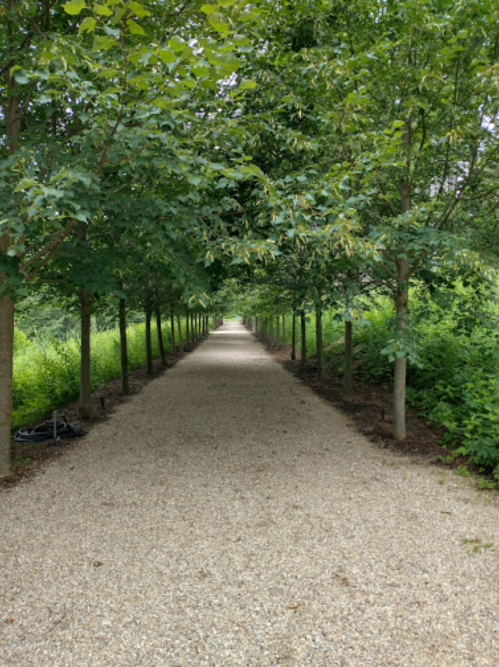A gravel pathway lined with trees, leading into a green, lush area.