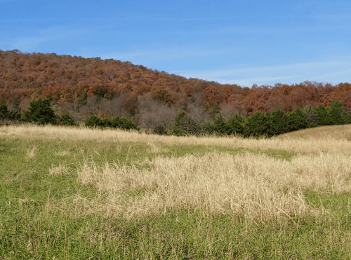 A grassy field with dry grass in the foreground and a hillside of autumn-colored trees in the background under a blue sky.