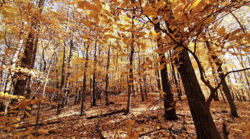 A vibrant autumn forest with golden leaves covering the ground and trees, creating a warm, inviting atmosphere.
