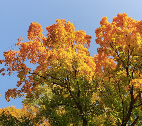 Vibrant autumn trees with bright orange and yellow leaves against a clear blue sky.