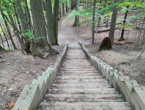 Wooden stairs lead down through a forest, surrounded by trees and a dirt path winding in the background.