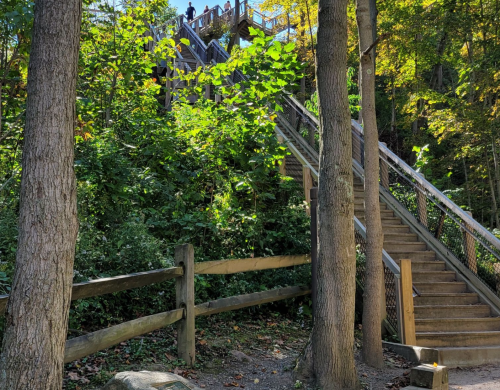 A wooden staircase leads up through trees, with people visible at the top, surrounded by lush greenery.