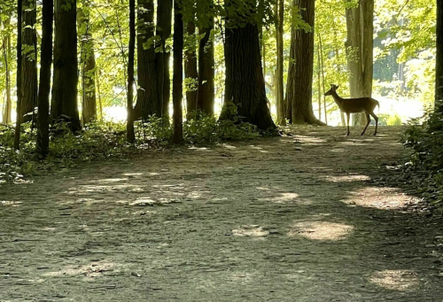 A deer stands on a forest path surrounded by tall trees and dappled sunlight.