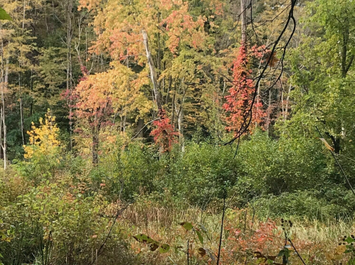 A vibrant forest scene with trees displaying autumn colors of red, orange, and yellow amidst green foliage.