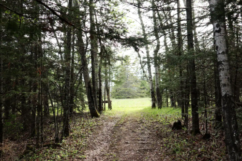 A dirt path leads through a dense forest, opening up to a grassy area in the distance.