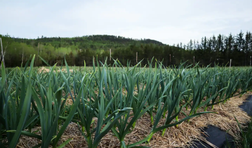 A lush field of green onions growing in rows, with a backdrop of trees and hills under a cloudy sky.