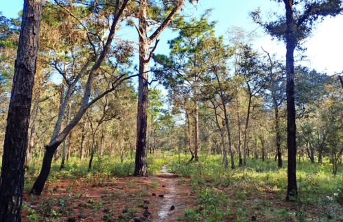 A serene forest path surrounded by tall trees and lush greenery under a clear blue sky.