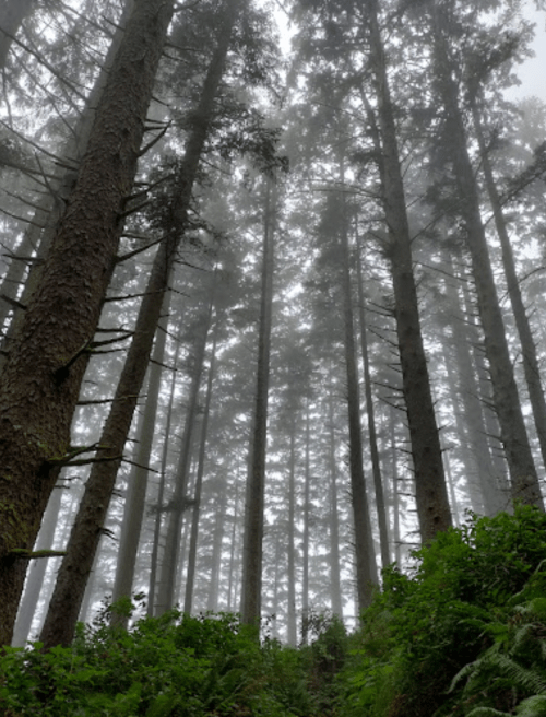 Tall trees rise into a foggy sky, surrounded by lush greenery at the forest floor.