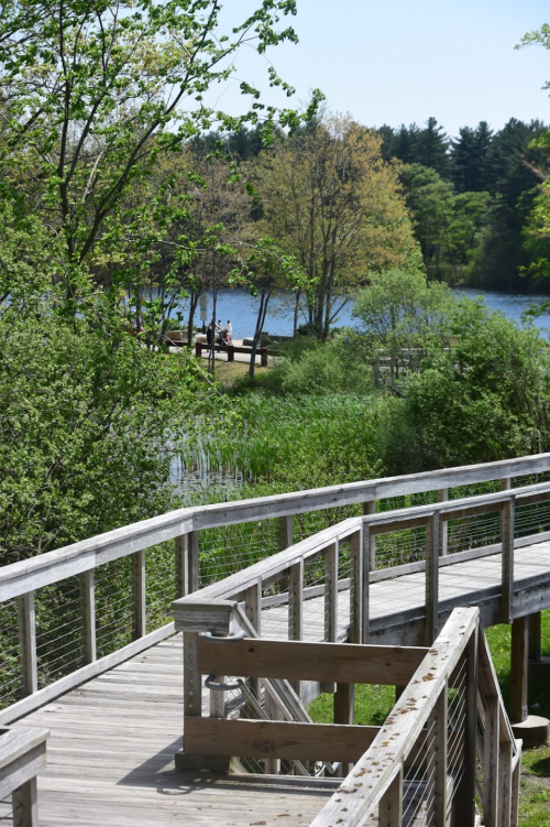 A wooden boardwalk winds through lush greenery, leading to a serene lake surrounded by trees.