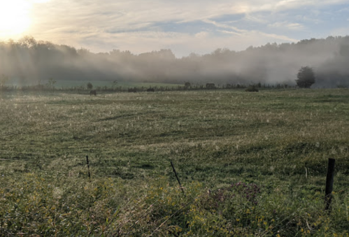 A misty landscape at dawn, featuring a grassy field and trees in the background under a soft, golden light.