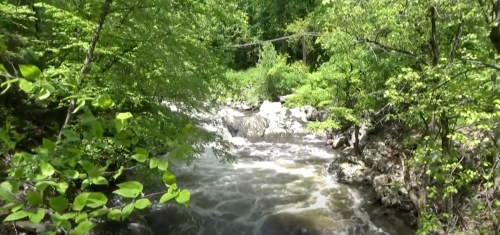 A serene river flows through lush greenery, surrounded by vibrant leaves and rocky banks.