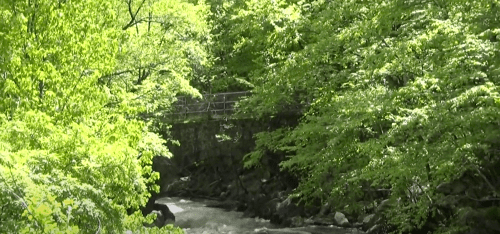 A serene river flows through lush green trees, with a bridge visible in the background.