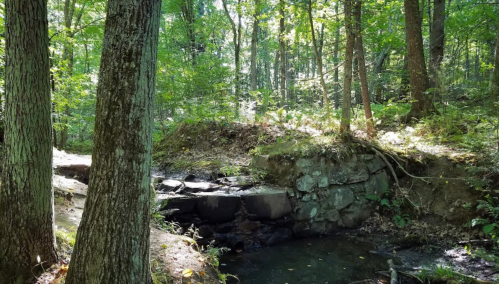 A serene forest scene with trees, a rocky stream bank, and dappled sunlight filtering through the leaves.