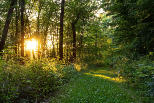 A sunlit forest path surrounded by lush greenery and tall trees, creating a serene and peaceful atmosphere.