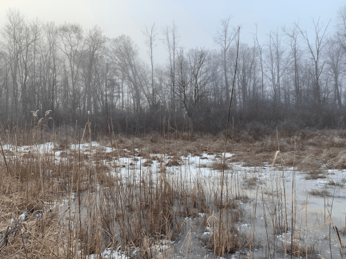 A foggy landscape featuring bare trees, tall grasses, and a small frozen pond in a serene, wintry setting.