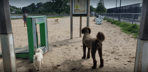Two dogs in a sandy dog park, one brown and curly, the other small and white, with a person in the background.