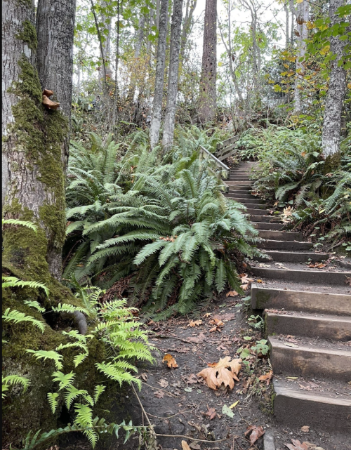 A forest path with stone steps surrounded by lush ferns and trees, creating a serene, natural atmosphere.