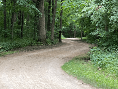 A winding dirt path through a lush green forest, surrounded by trees and foliage.