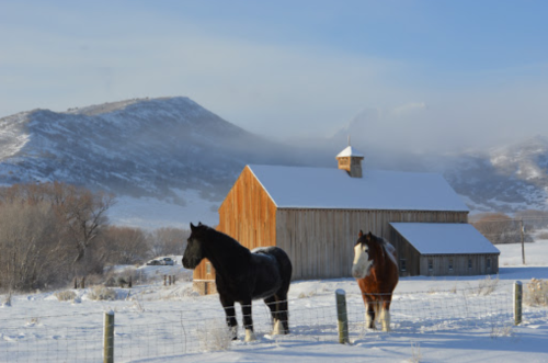 Two horses stand in a snowy field near a rustic barn, with mountains shrouded in mist in the background.