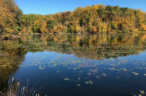 A serene lake surrounded by autumn trees, reflecting vibrant colors on the water's surface. Lily pads float gently.