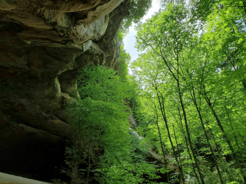Lush green trees and rocky cliffs under a bright blue sky in a serene forest setting.