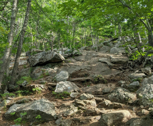 Rocky terrain with scattered boulders and lush green trees in a forested area.