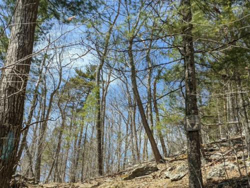 A wooded area with tall trees and a clear blue sky, featuring a trail sign pointing left.