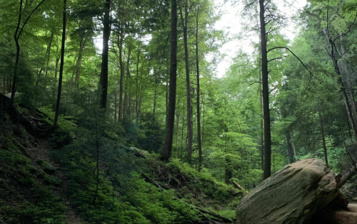 Lush green forest with tall trees and a large rock in the foreground, creating a serene natural landscape.