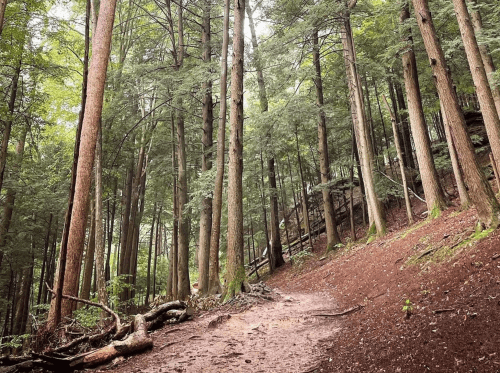 A serene forest scene with tall trees, a dirt path, and a lush green canopy overhead.