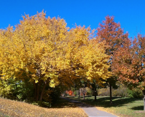 A vibrant autumn scene with yellow and orange trees lining a sunny pathway under a clear blue sky.