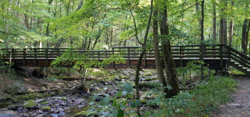 A wooden bridge spans a small stream in a lush, green forest, surrounded by trees and rocks.
