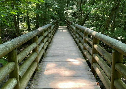 A wooden bridge surrounded by lush green trees, leading into a serene forest path.
