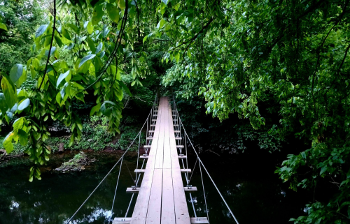 A wooden suspension bridge surrounded by lush green foliage over a calm stream.