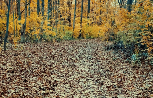 A serene forest path covered in fallen leaves, surrounded by vibrant autumn foliage.
