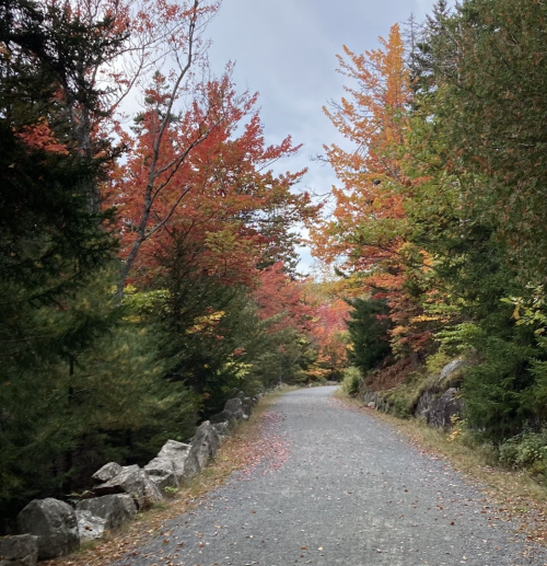 A gravel path winds through a forest with vibrant autumn foliage in shades of red and orange.