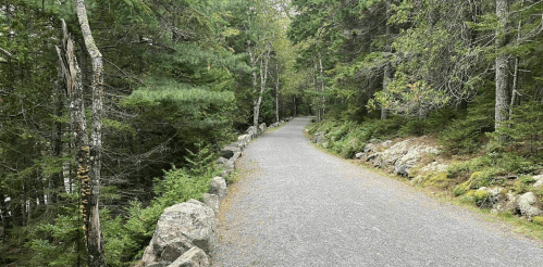 A winding gravel path through a lush green forest, lined with trees and rocks on either side.