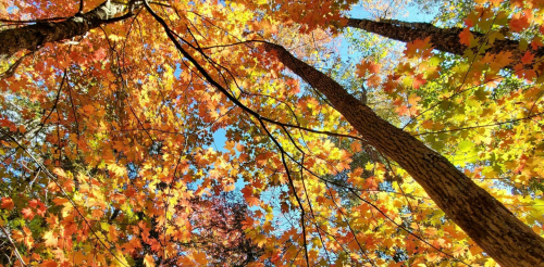 Looking up at vibrant autumn leaves in shades of orange, yellow, and green against a clear blue sky.