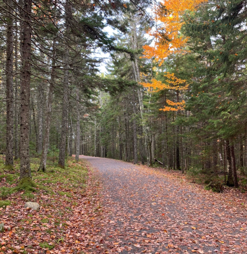 A winding path through a forest, lined with trees and scattered with colorful autumn leaves.