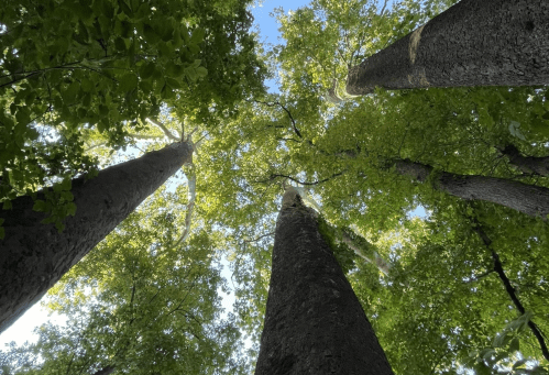 Looking up at tall trees with lush green leaves against a bright blue sky.