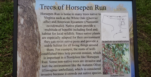 Sign about Trees of Horsepen Run, highlighting native plants' benefits for wildlife and erosion prevention.