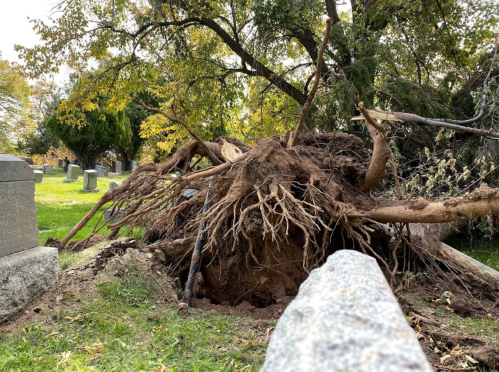 A large tree uprooted in a cemetery, exposing its extensive root system among gravestones and fallen branches.