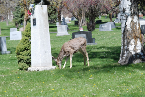 A deer grazes near a gravestone in a grassy cemetery surrounded by trees and flowers.