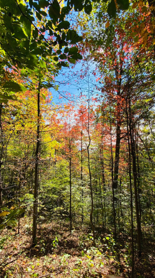 A vibrant forest scene with trees displaying autumn colors against a bright blue sky.