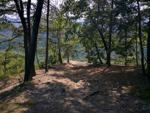 A serene forest clearing with trees framing a view of distant hills and a bright sky.