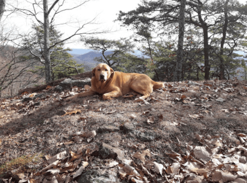 A golden retriever lies on a rocky, leaf-covered hillside with trees and mountains in the background.